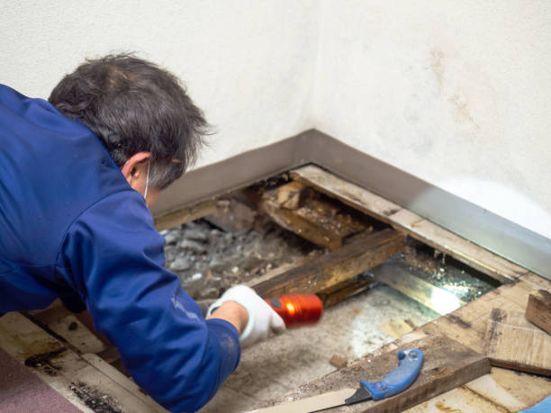 Best Attic Mold Removal  in Robstown, TX