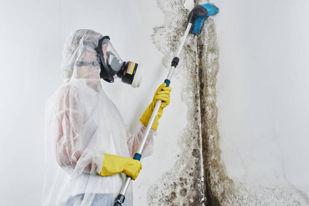 Best Residential Mold Removal  in Robstown, TX