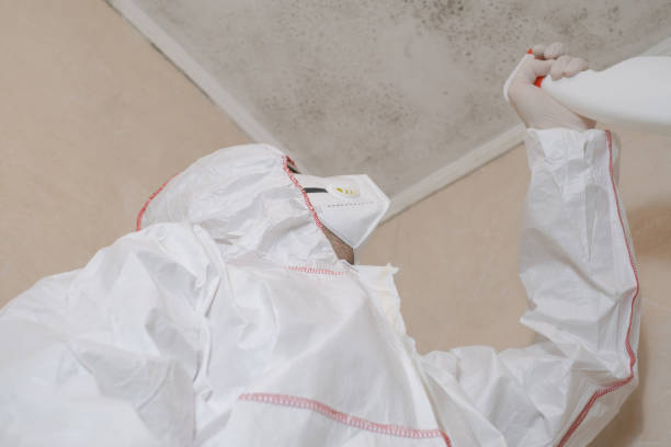 Certified Mold Removal in Robstown, TX