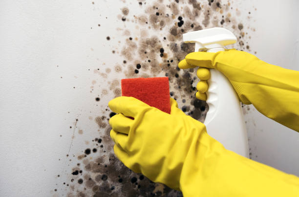 Best Commercial Mold Removal  in Robstown, TX