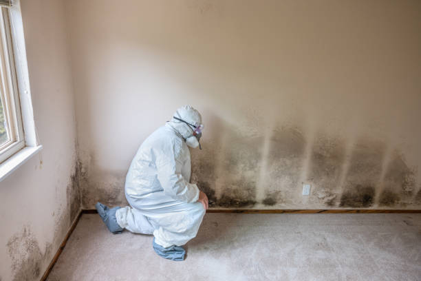 Best Mold Remediation  in Robstown, TX