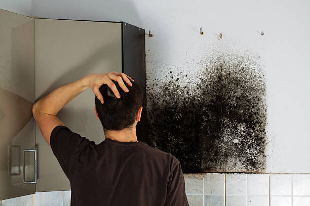 Best Mold Damage Repair  in Robstown, TX