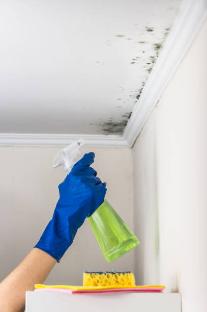 Best Certified Mold Removal  in Robstown, TX